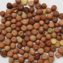 Beans &  Seeds