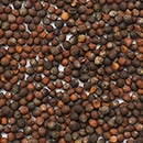 Vegetable seeds Raw material